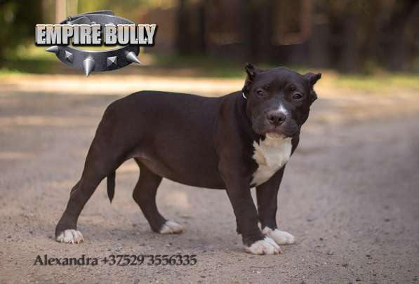 Американский булли. Щенки в фото 25