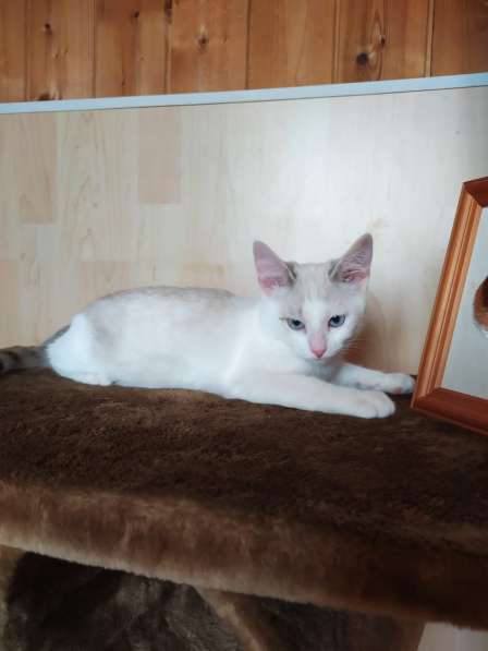 Лира - котенок метис тайской породы ищет дом в Москве фото 5