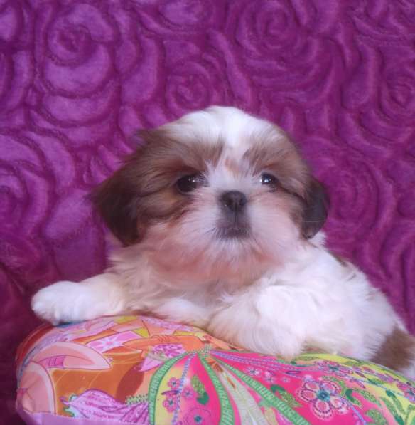 Щенки ши-тцу в Москве фото 12