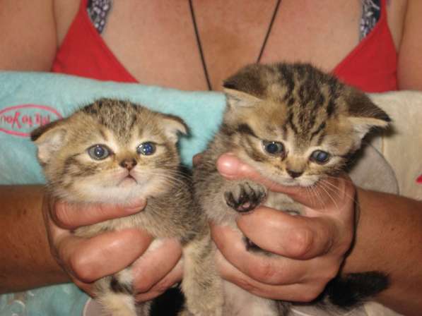Котята шотландской породы в Самаре фото 21