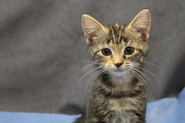 Котенок-ангелочек в Санкт-Петербурге фото 17