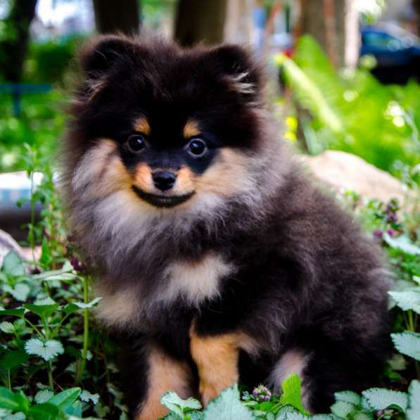 Черноподпалая девчушка в Новомосковске фото 6