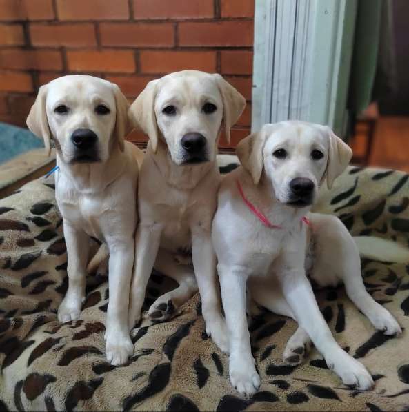 High quality Labrador Retriever puppies в фото 27