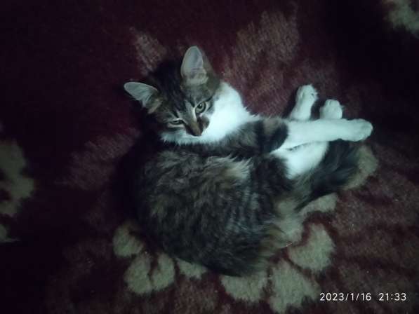 Отдам котят в добрые руки в фото 6