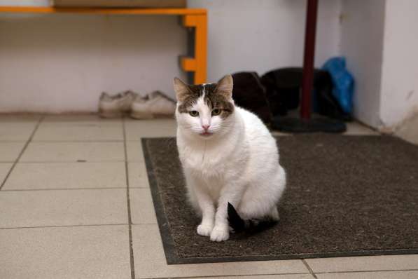 Кошечка Лена ищет дом и надежного друга в Москве