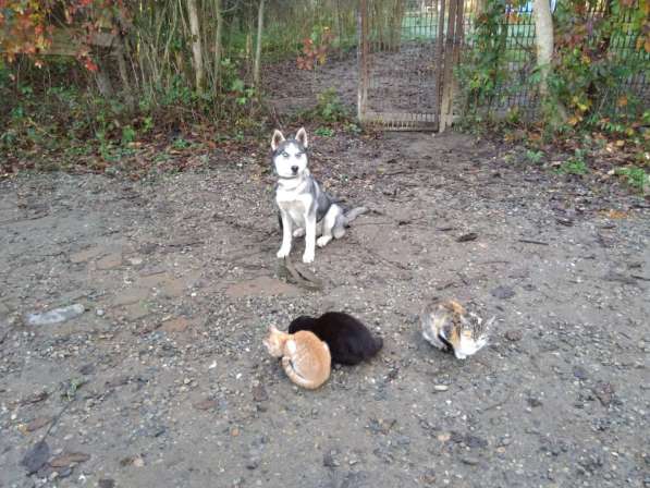 Дрессировка собак в Белореченске фото 5