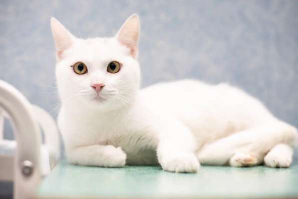 Шикарная белоснежная кошка ищет дом