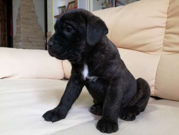 Продам девочку кане корсо. Родилась 10 в Калуге фото 12