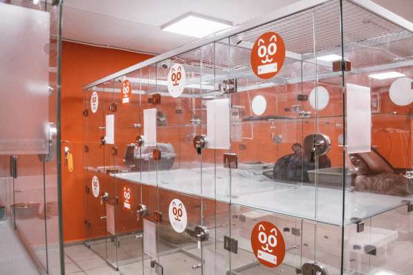 Зоогостиница BookingCat Люберцы/Жулебино в Люберцы фото 25