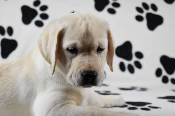 ПАТТИ ОСЕННЯЯ СКАЗКА в Москве фото 9