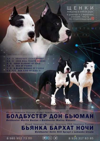 Шикарная черная девочка Амстаффа от чемпионов резерв в Москве фото 13