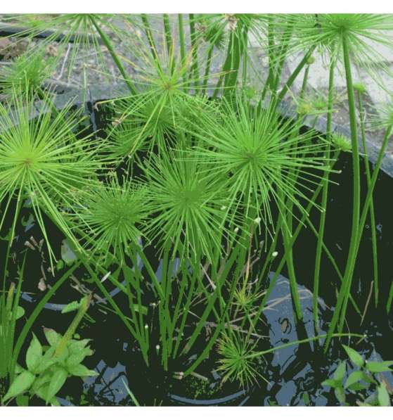 Кувшинки и другие водные растения в Севастополе фото 13