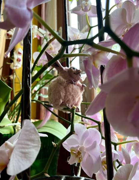Игрушка «Орхидеевый тушканчик» в Брянске фото 3