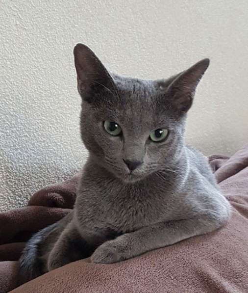 Милая трогательная кошечка Алиса ищет дом в Москве фото 12