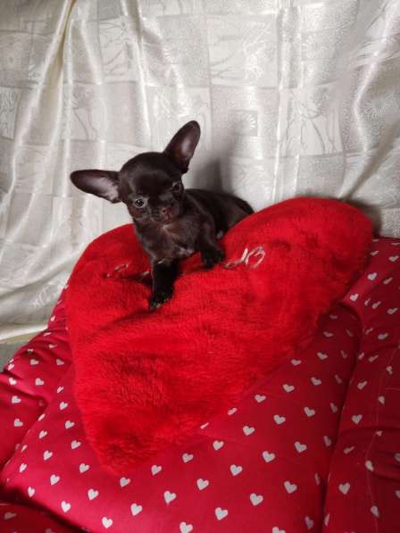 Шоколадные чихуахуа в Санкт-Петербурге фото 3