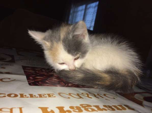 Британские полукровки в Самаре