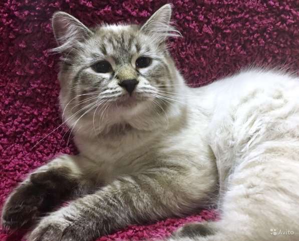 Котенок Невский маскарадный в Санкт-Петербурге