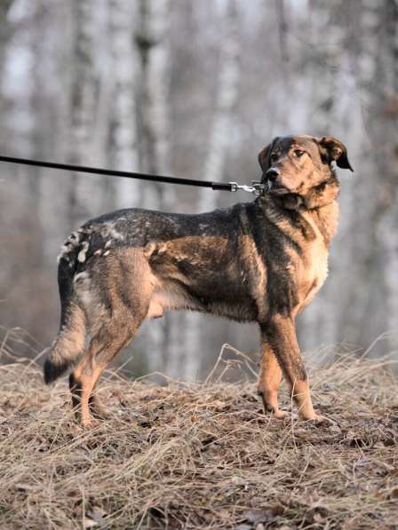 Надёжный Друг Курт ищет семью в Москве фото 46