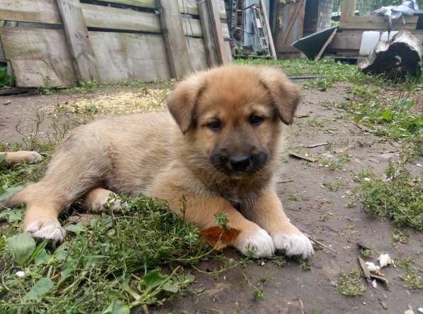 Замечательные щенки в добрые руки в Химках фото 9