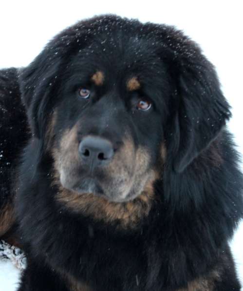 Тибетский мастиф - лучший страж на территории в Москве фото 153