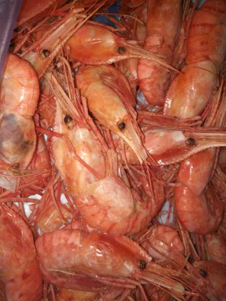 Креветка в Москве фото 4