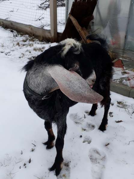 Продается нубийский козел с доками в Липецке фото 3