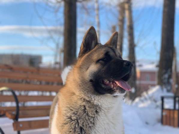 Акита в Ростове-на-Дону фото 27