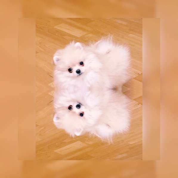 Мини шпиц. Кроха в Москве