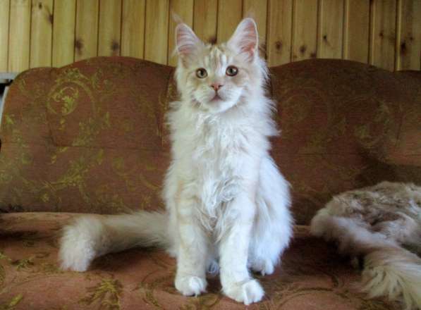 Мейн-кун котята от Гранд Интер Чемпиона в Зеленограде фото 4