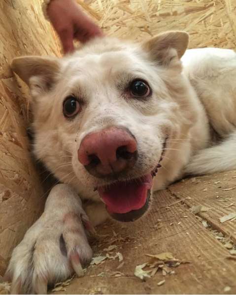 Пломбир ищет свою семью в Москве фото 7