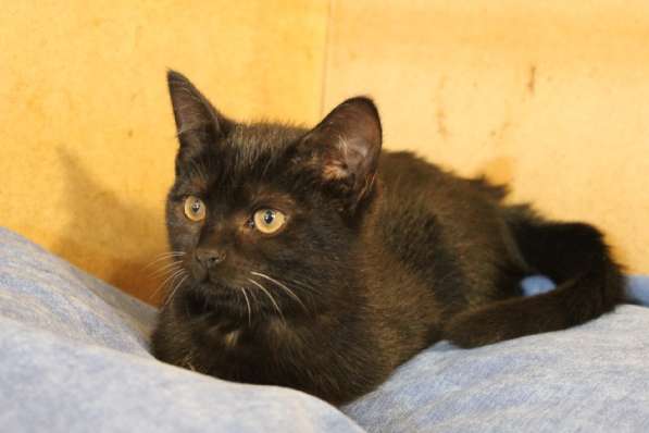 Грациозные угольно-черные котята в Санкт-Петербурге фото 27