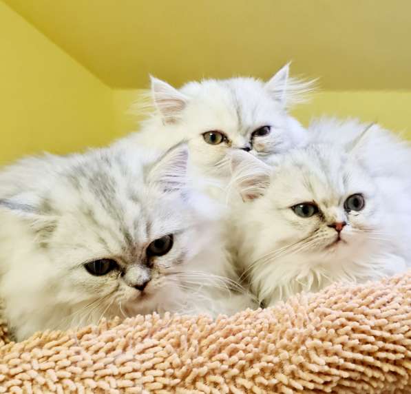 Персидские котята в фото 3
