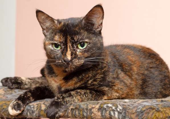 Котенок в добрые руки. Крошка пеструшка в Калуге фото 31