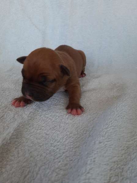 Милые мальчики и девочки Амстаффа резерв ркф в Москве фото 61