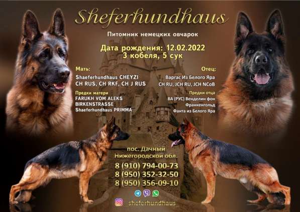 Щенки немецкой овчарки в Нижнем Новгороде