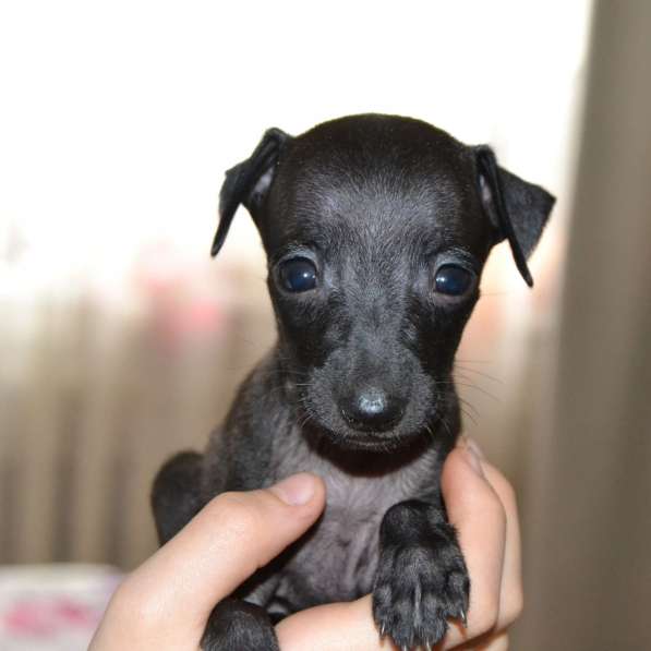 Italian greyhound в фото 3