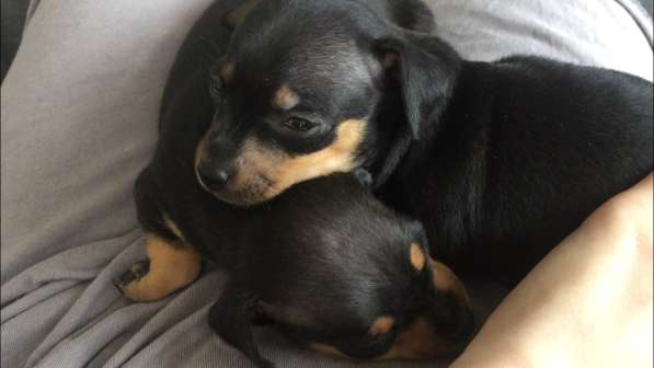 Щенок той терьер в Москве фото 7