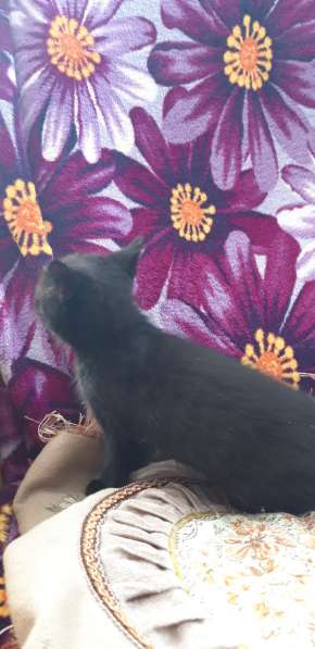 Котёнок отдам даром в Воронеже