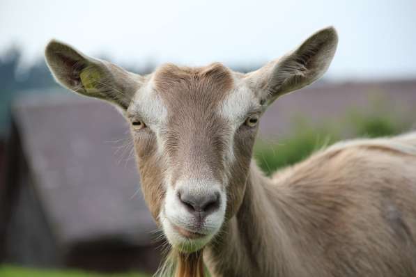 Племенные козы Тоггенбурской породы (из Европы класса Элита) в фото 3