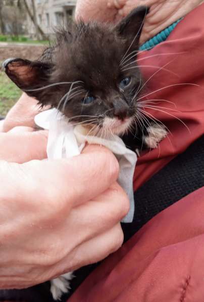 Масик Тарасик ищет любящий дом в Москве фото 17