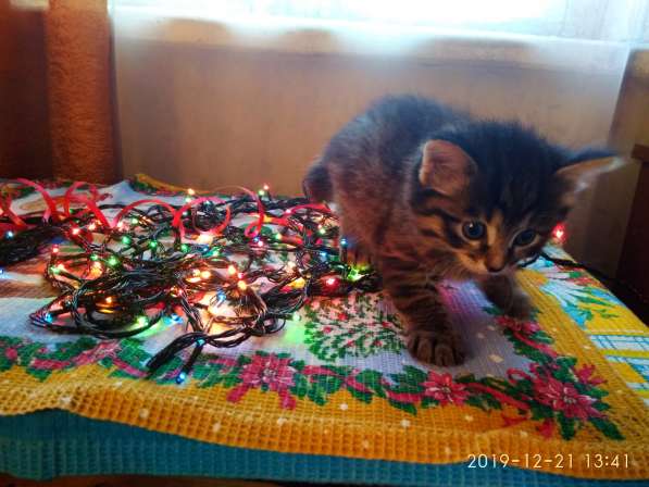 Отдам котенка в добрые руки! в Братске фото 5