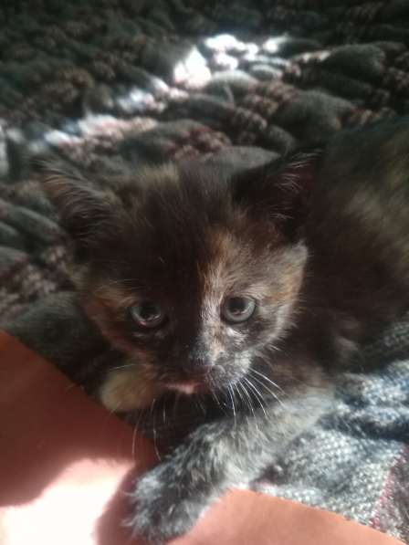 Отдам в добрые руки в Ульяновске