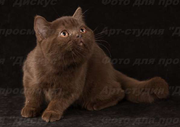 котенка шоколадного в Хабаровске фото 10