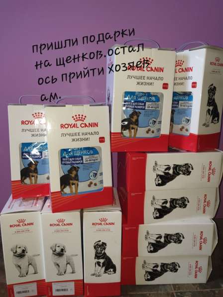 Голубоглазые щенки хаски в Москве фото 5