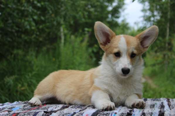 Щеночки Вельш корги пемброк в Москве фото 7