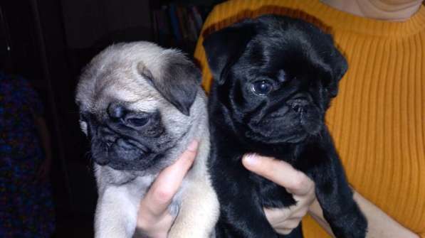 Щенки Мопса в Москве фото 4