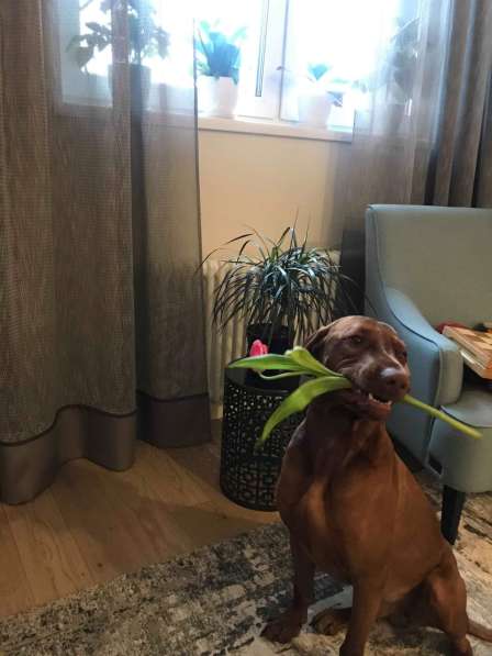 Венгерская выжла в Москве