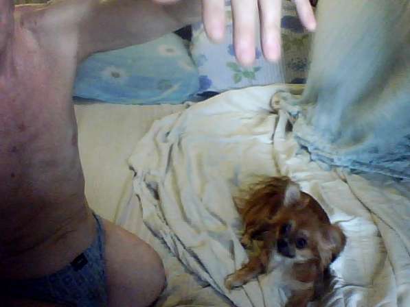 Вязка: Кобель чихуахуа в фото 4