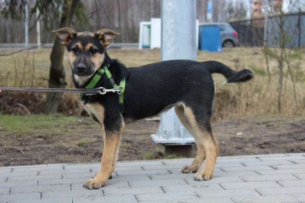 Хорошенькая смешная собачка, 5 месяцев в Санкт-Петербурге фото 3