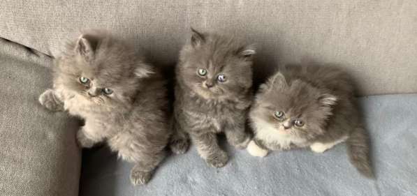 Персидские котята в фото 9